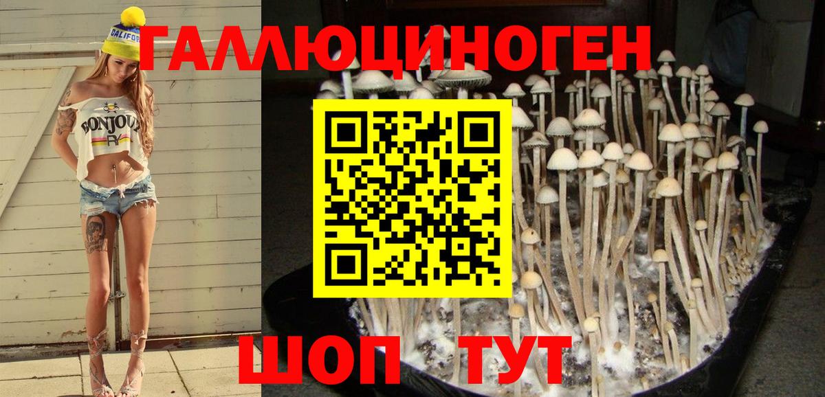 Псилоцибиновые грибы Psilocybe Котовск